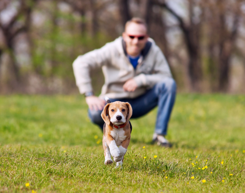 Beagle puppy running away from owner