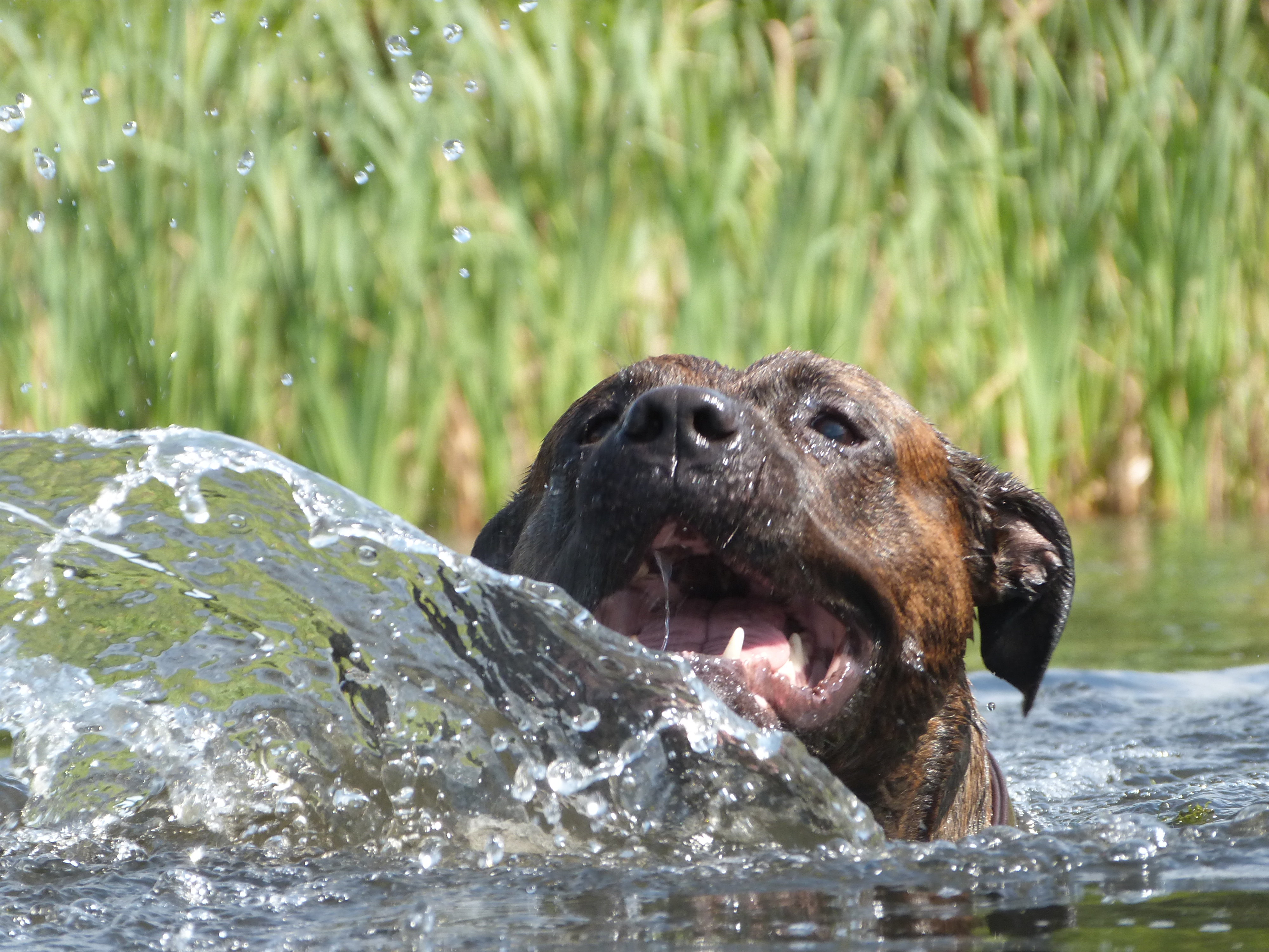 Dog playing in water